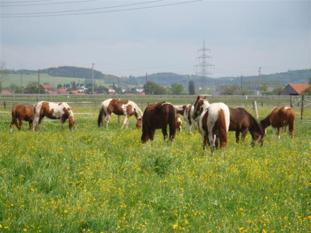 Bed and Breakfast Chrom Ranch Reiterhof Мемминген Экстерьер фото